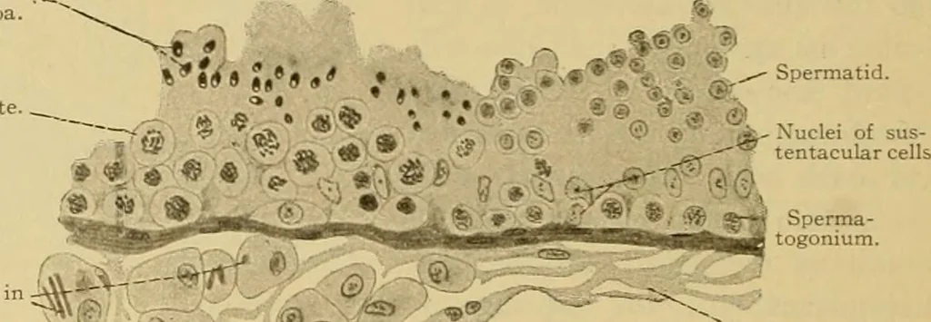 An illustration from Sthohr's histology : arranged upon an embroyological basis, 1906, leaf 283