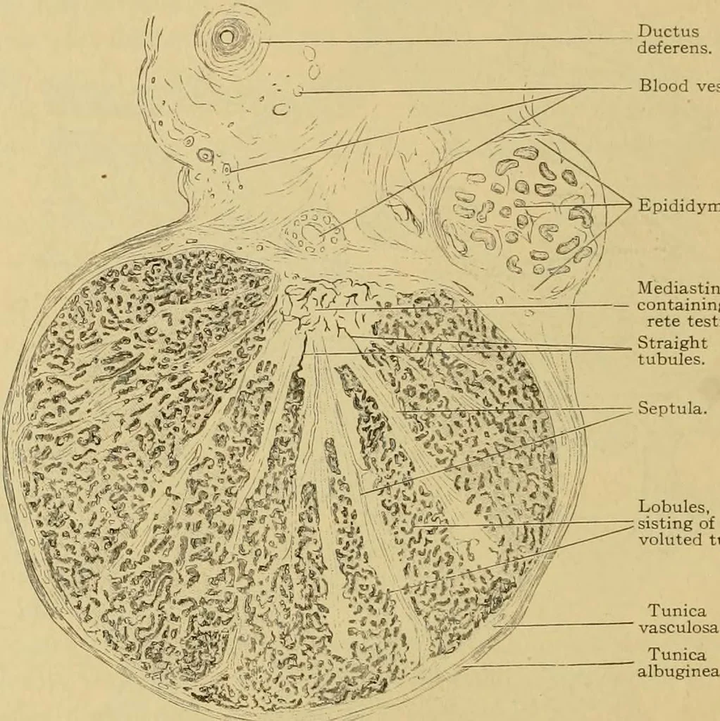 An illustration from Sthohr's histology : arranged upon an embroyological basis, 1906, leaf 285