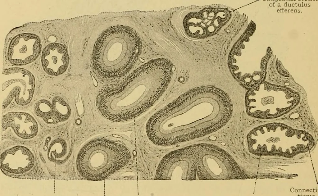 An illustration from Sthohr's histology : arranged upon an embroyological basis, 1906, leaf 287
