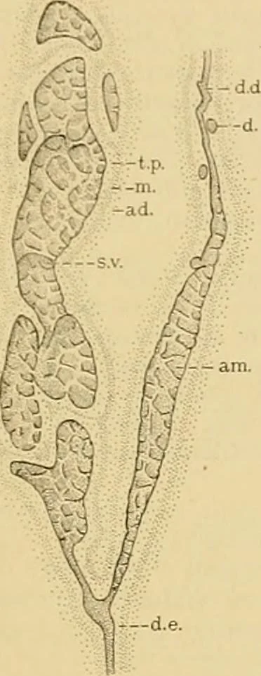 An illustration from Sthohr's histology : arranged upon an embroyological basis, 1906, leaf 290
