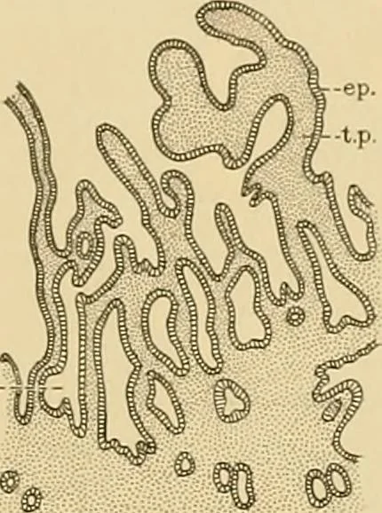 An illustration from Sthohr's histology : arranged upon an embroyological basis, 1906, leaf 290