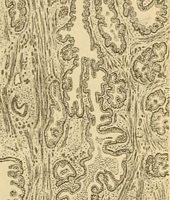 An illustration from Sthohr's histology : arranged upon an embroyological basis, 1906, leaf 292