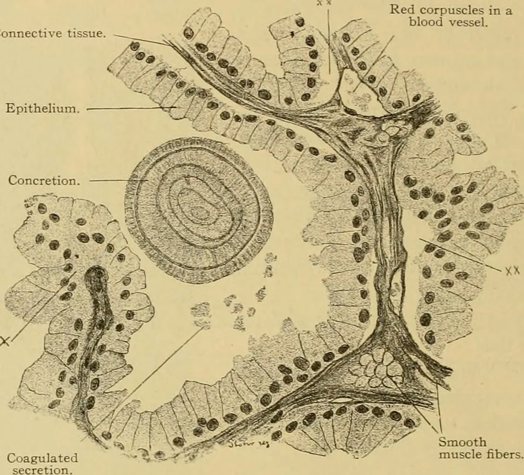 An illustration from Sthohr's histology : arranged upon an embroyological basis, 1906, leaf 293