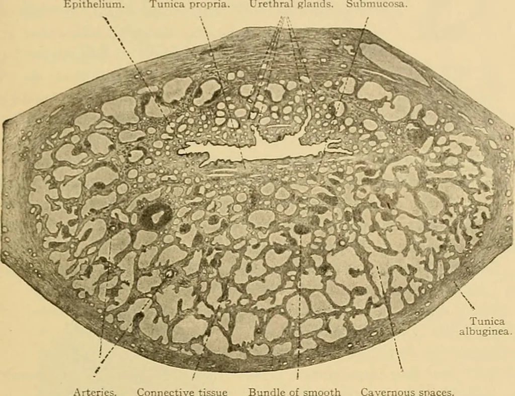 An illustration from Sthohr's histology : arranged upon an embroyological basis, 1906, leaf 294
