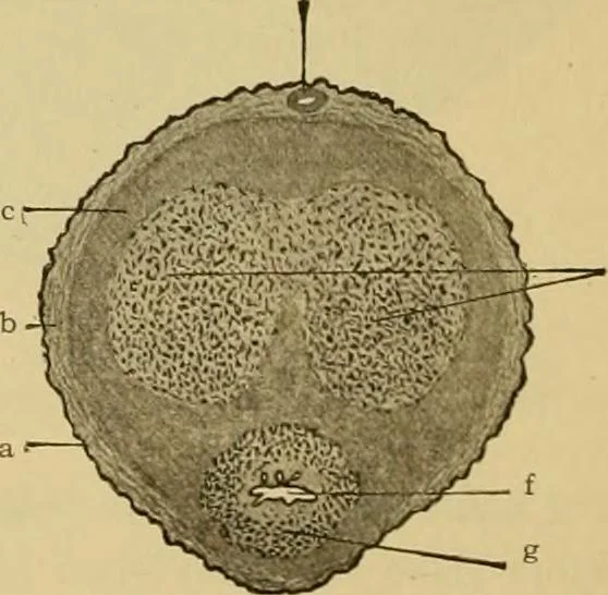 An illustration from Sthohr's histology : arranged upon an embroyological basis, 1906, leaf 295