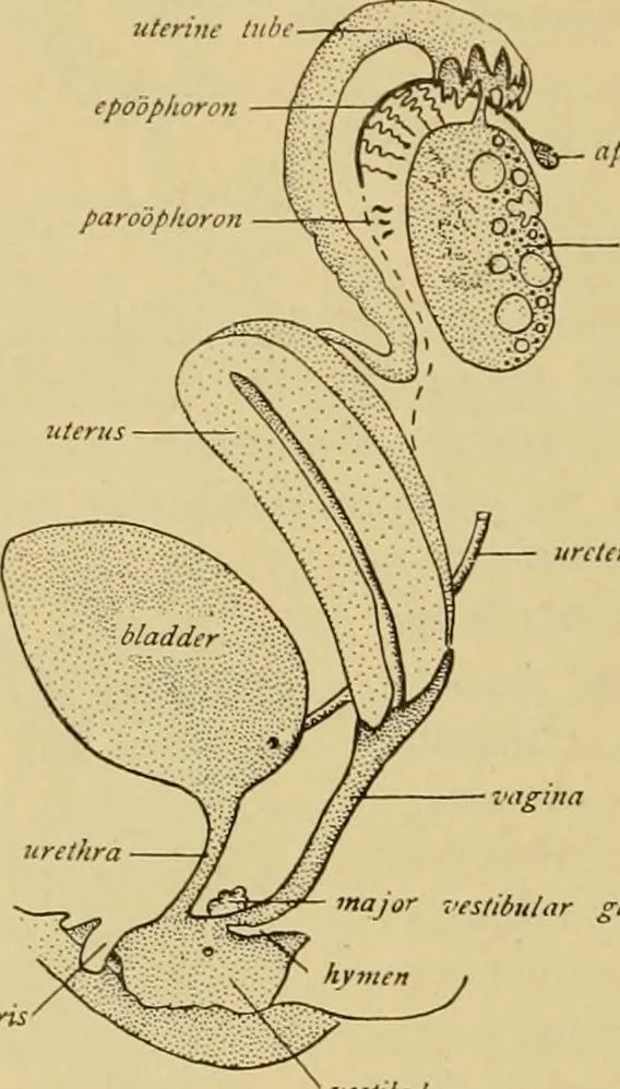 An illustration from Sthohr's histology : arranged upon an embroyological basis, 1906, leaf 297