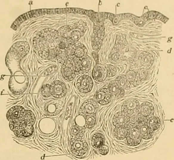 An illustration from Sthohr's histology : arranged upon an embroyological basis, 1906, leaf 298