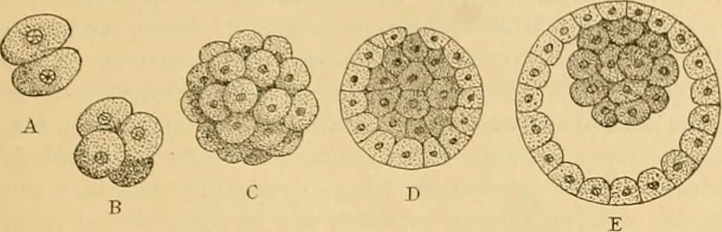 An illustration from Sthohr's histology : arranged upon an embroyological basis, 1906, leaf 30