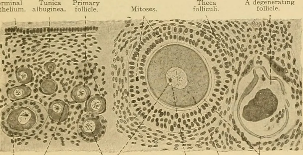 An illustration from Sthohr's histology : arranged upon an embroyological basis, 1906, leaf 300
