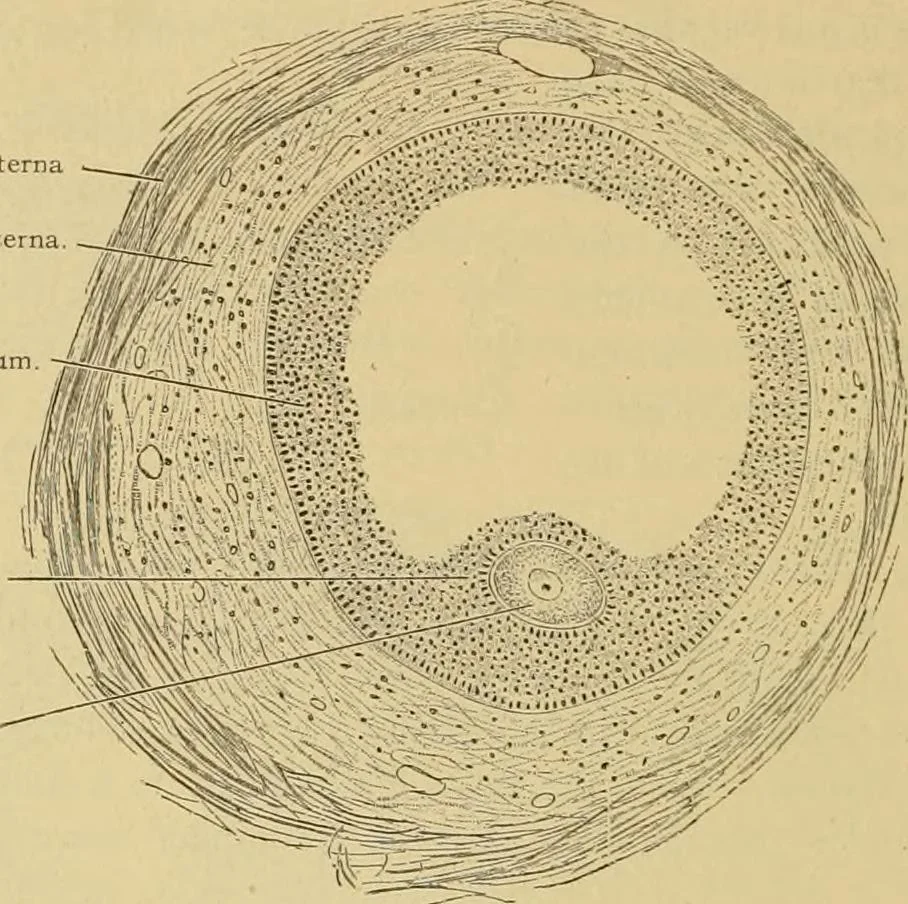 An illustration from Sthohr's histology : arranged upon an embroyological basis, 1906, leaf 301