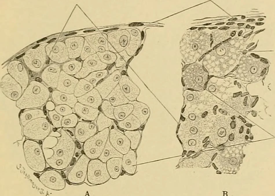 An illustration from Sthohr's histology : arranged upon an embroyological basis, 1906, leaf 302