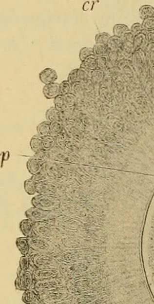 An illustration from Sthohr's histology : arranged upon an embroyological basis, 1906, leaf 303