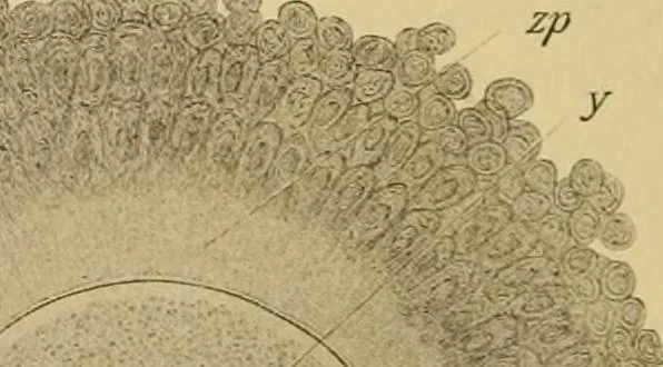An illustration from Sthohr's histology : arranged upon an embroyological basis, 1906, leaf 303