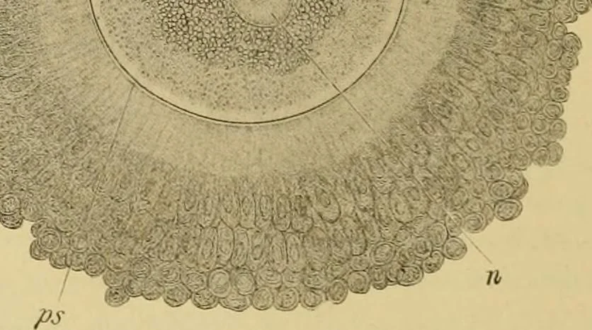 An illustration from Sthohr's histology : arranged upon an embroyological basis, 1906, leaf 303