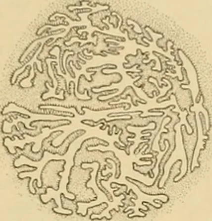 An illustration from Sthohr's histology : arranged upon an embroyological basis, 1906, leaf 306