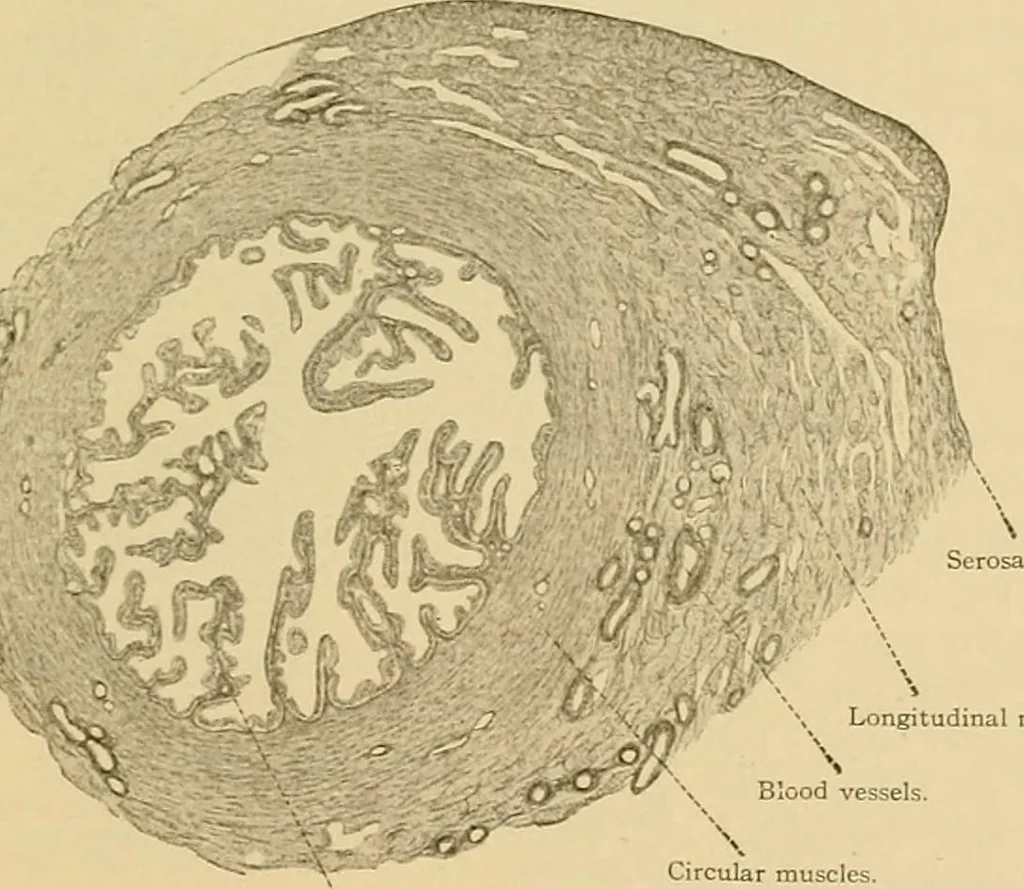 An illustration from Sthohr's histology : arranged upon an embroyological basis, 1906, leaf 306