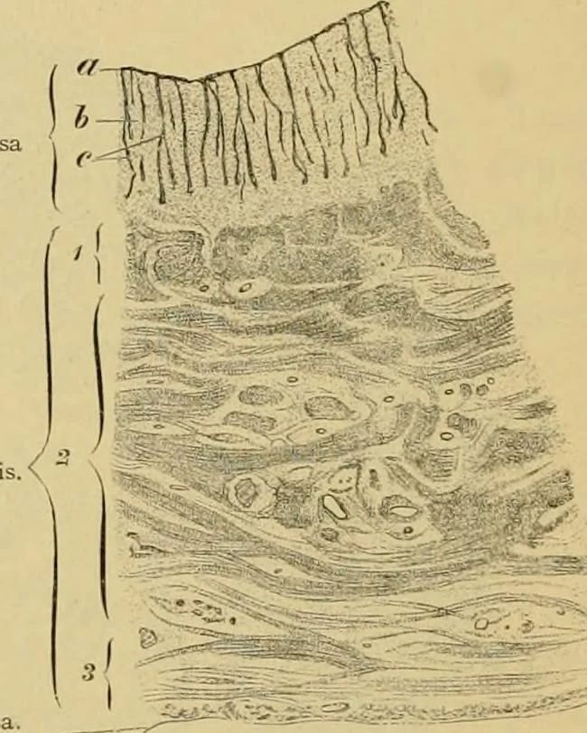 An illustration from Sthohr's histology : arranged upon an embroyological basis, 1906, leaf 307