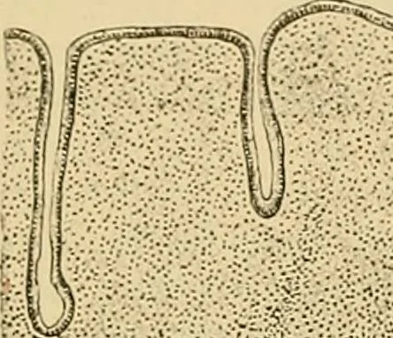 An illustration from Sthohr's histology : arranged upon an embroyological basis, 1906, leaf 308