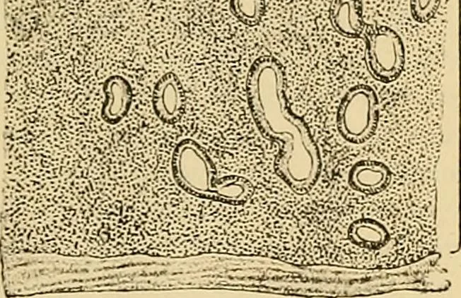 An illustration from Sthohr's histology : arranged upon an embroyological basis, 1906, leaf 308