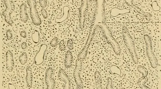 An illustration from Sthohr's histology : arranged upon an embroyological basis, 1906, leaf 310