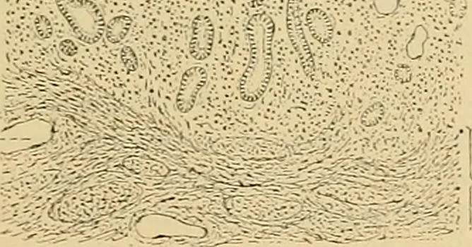 An illustration from Sthohr's histology : arranged upon an embroyological basis, 1906, leaf 310