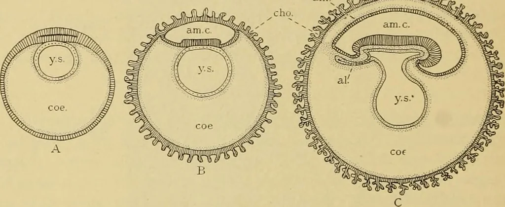 An illustration from Sthohr's histology : arranged upon an embroyological basis, 1906, leaf 311
