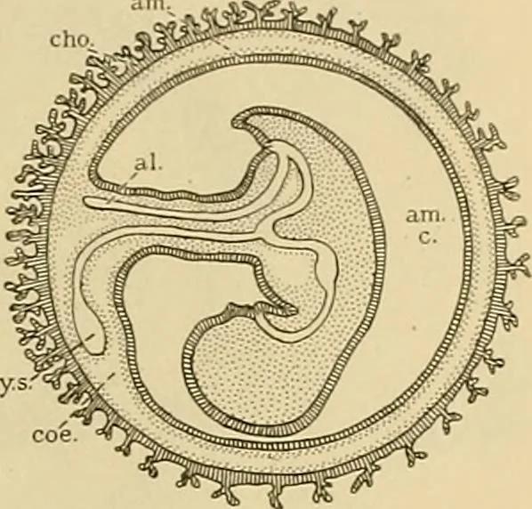 An illustration from Sthohr's histology : arranged upon an embroyological basis, 1906, leaf 312