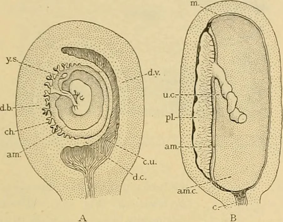 An illustration from Sthohr's histology : arranged upon an embroyological basis, 1906, leaf 314