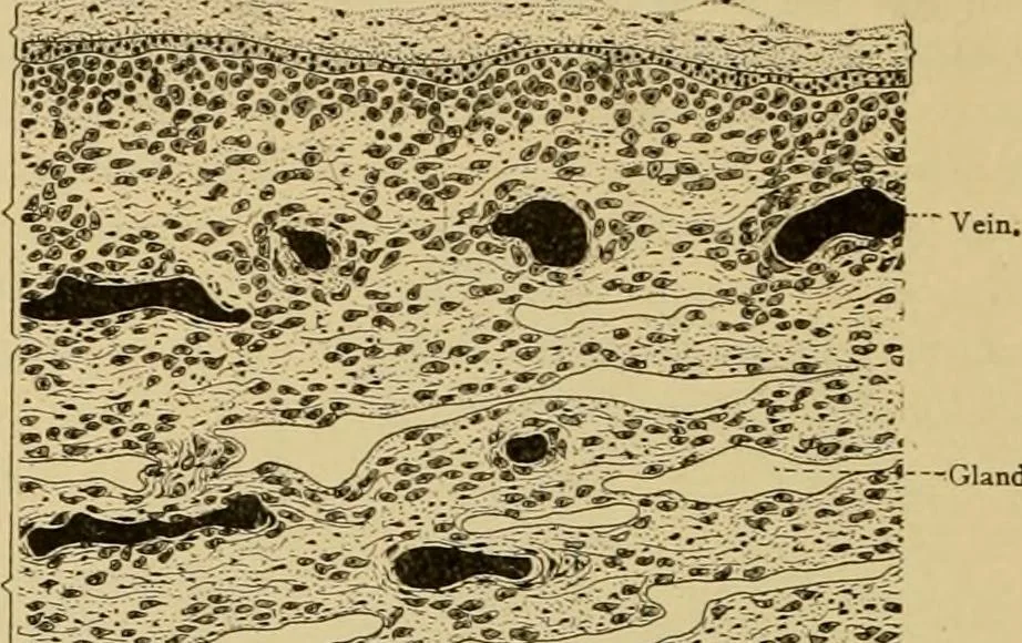 An illustration from Sthohr's histology : arranged upon an embroyological basis, 1906, leaf 315