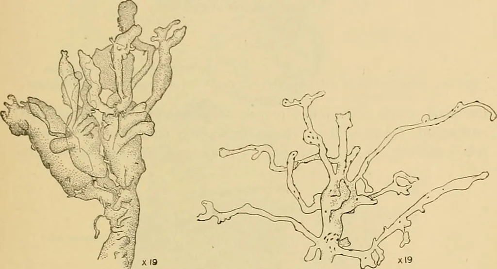 An illustration from Sthohr's histology : arranged upon an embroyological basis, 1906, leaf 316