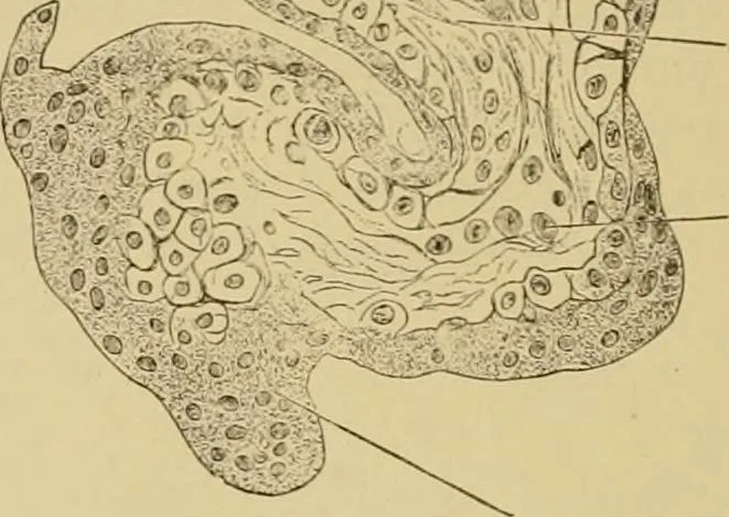 An illustration from Sthohr's histology : arranged upon an embroyological basis, 1906, leaf 317