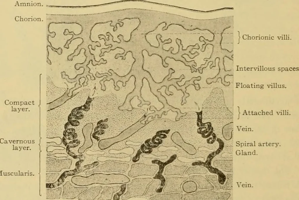 An illustration from Sthohr's histology : arranged upon an embroyological basis, 1906, leaf 317