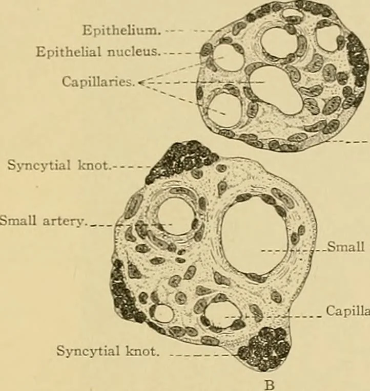 An illustration from Sthohr's histology : arranged upon an embroyological basis, 1906, leaf 318