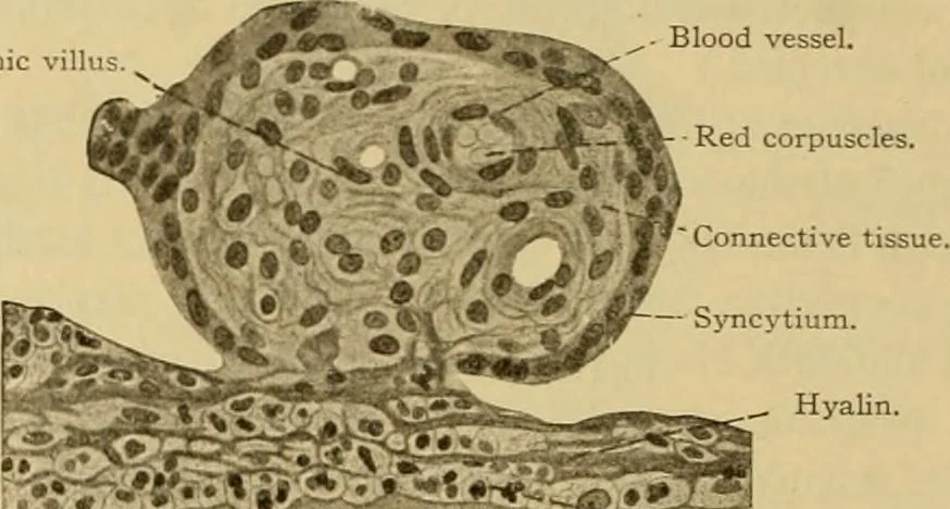 An illustration from Sthohr's histology : arranged upon an embroyological basis, 1906, leaf 319