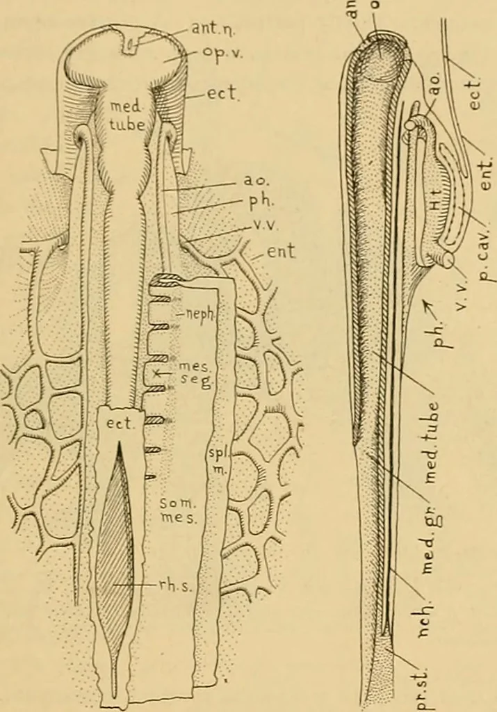An illustration from Sthohr's histology : arranged upon an embroyological basis, 1906, leaf 32