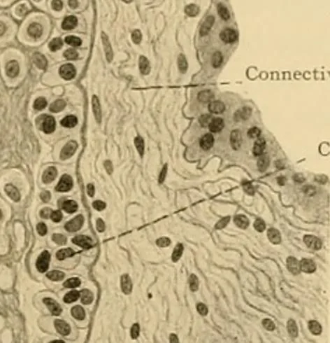 An illustration from Sthohr's histology : arranged upon an embroyological basis, 1906, leaf 320