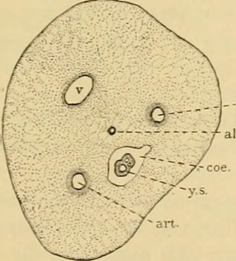 An illustration from Sthohr's histology : arranged upon an embroyological basis, 1906, leaf 320