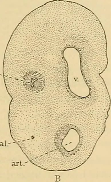 An illustration from Sthohr's histology : arranged upon an embroyological basis, 1906, leaf 320