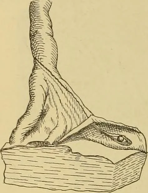 An illustration from Sthohr's histology : arranged upon an embroyological basis, 1906, leaf 321