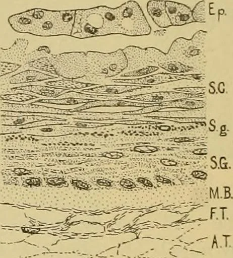 An illustration from Sthohr's histology : arranged upon an embroyological basis, 1906, leaf 321