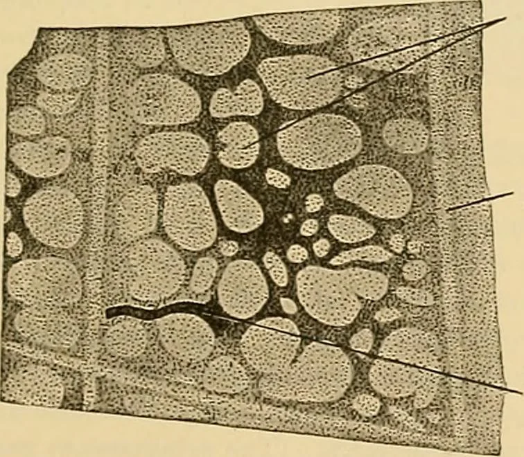 An illustration from Sthohr's histology : arranged upon an embroyological basis, 1906, leaf 324