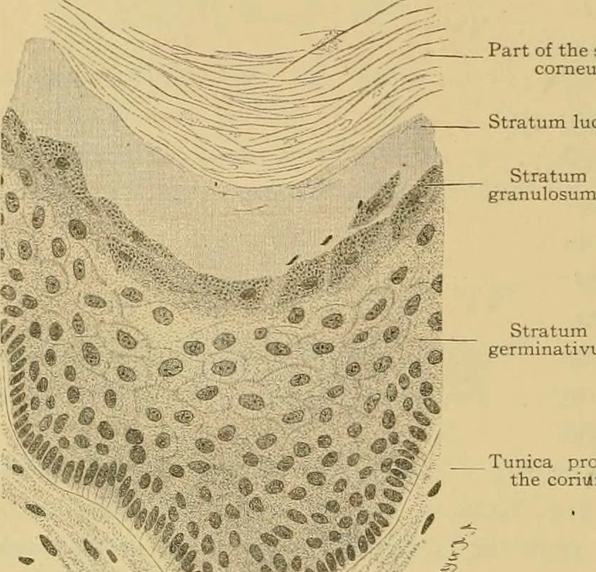 An illustration from Sthohr's histology : arranged upon an embroyological basis, 1906, leaf 325