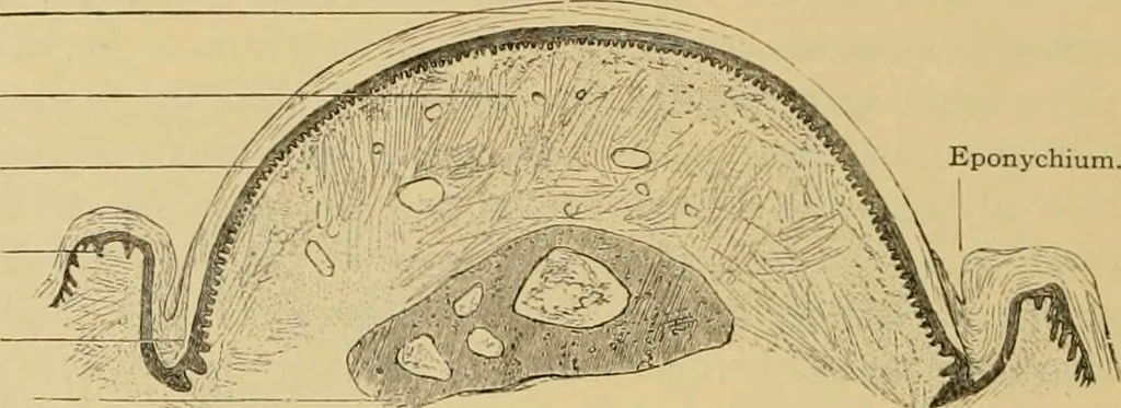 An illustration from Sthohr's histology : arranged upon an embroyological basis, 1906, leaf 327