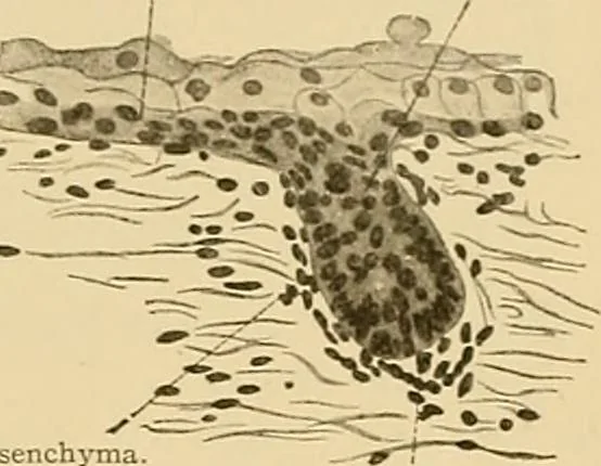 An illustration from Sthohr's histology : arranged upon an embroyological basis, 1906, leaf 328