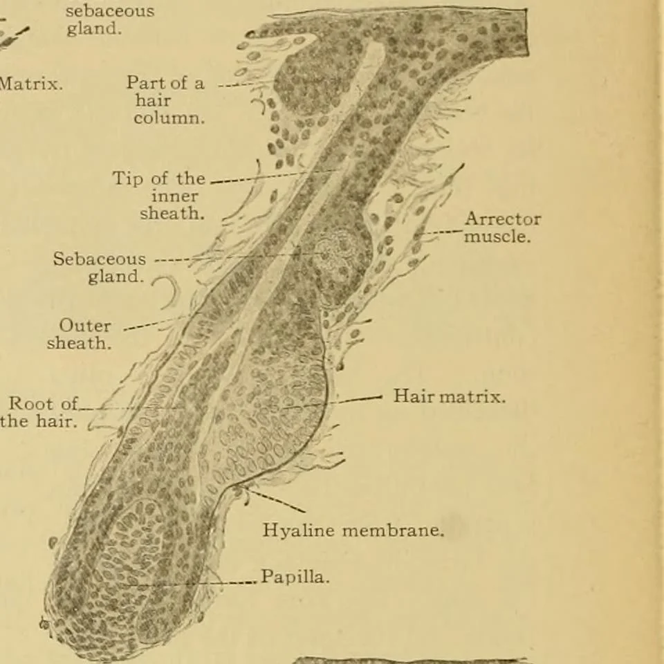 An illustration from Sthohr's histology : arranged upon an embroyological basis, 1906, leaf 329