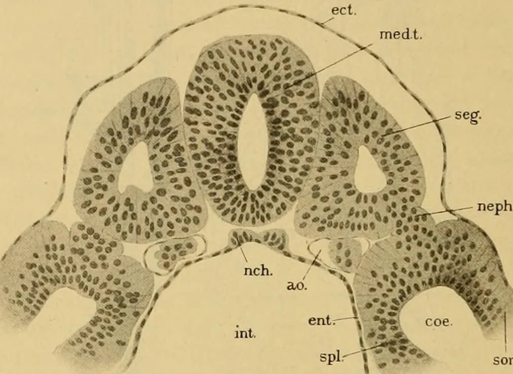 An illustration from Sthohr's histology : arranged upon an embroyological basis, 1906, leaf 33