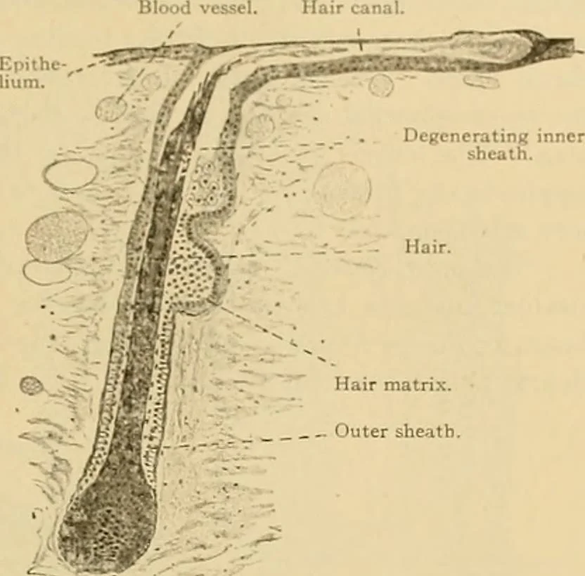 An illustration from Sthohr's histology : arranged upon an embroyological basis, 1906, leaf 330