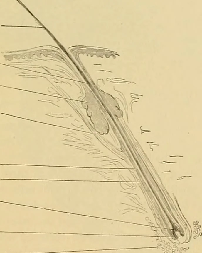 An illustration from Sthohr's histology : arranged upon an embroyological basis, 1906, leaf 330