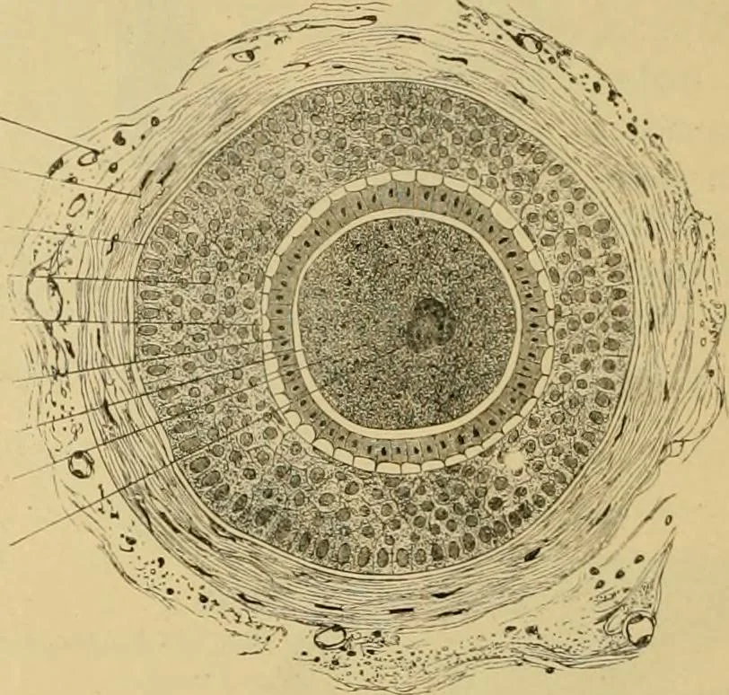 An illustration from Sthohr's histology : arranged upon an embroyological basis, 1906, leaf 331