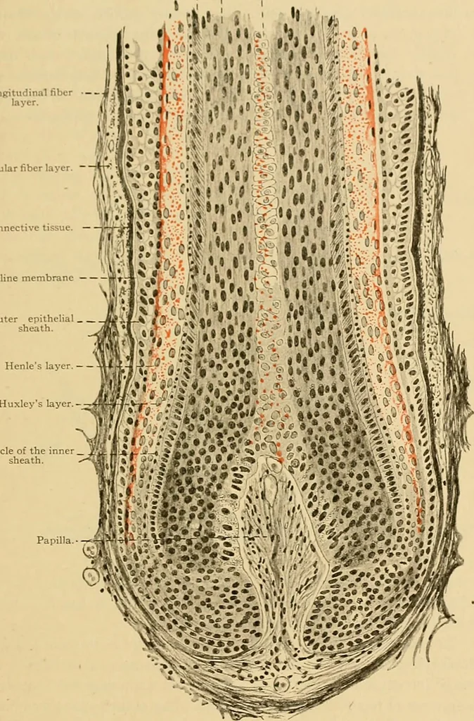 An illustration from Sthohr's histology : arranged upon an embroyological basis, 1906, leaf 332